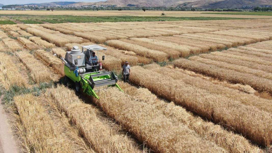 Dünyanın gözü Türkiye'deki bu tarlada! Adım adım yaklaşan felakete çözüm olabilir 7
